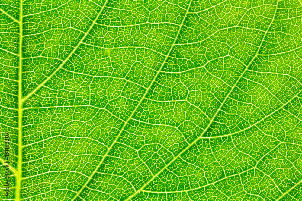 Leaf texture, leaf background for design with copy space for text or image. Leaf motifs that occurs natural. Leaf texture, leaf background for design with copy space for text or image. Leaf motifs that occurs natural.