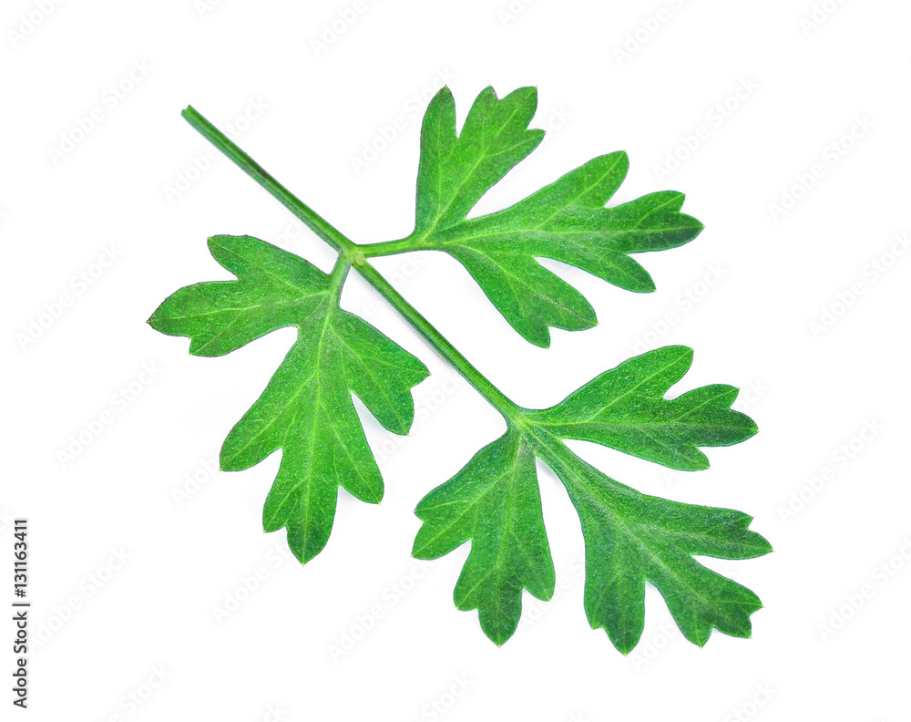 green coriander leaf isolated on white background