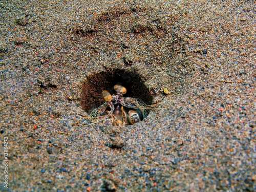 Mantis shrimp in a hole