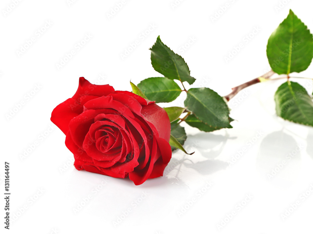 Fototapeta premium Red rose, isolated on white