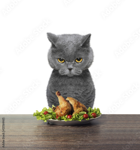 Cat refused to eat chicken