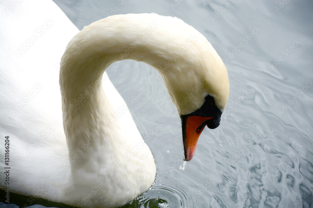 Obraz premium Лебедь