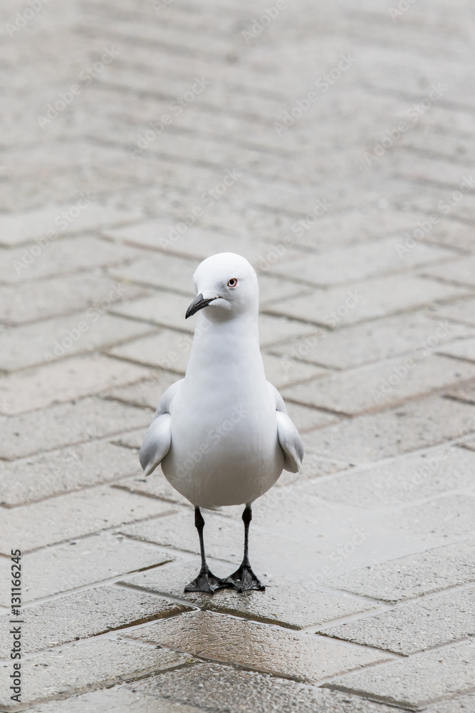 Obraz premium full body of black billed gull in lake wakatipu new zealand
