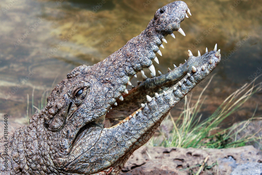 Obraz premium close-up photo of alligator head with open jaw