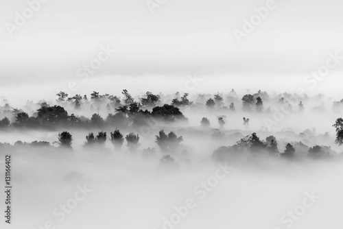 Fog over the forest, Black and white tones in minimalist photography