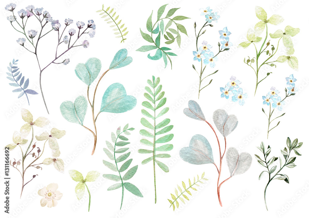 Watercolor set with forget-me flowers, wildflowers, eucalyptus leaves. Illustrations.