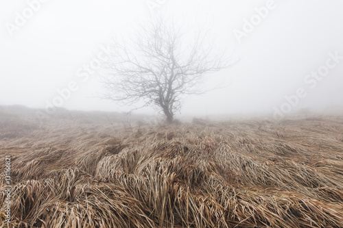 Mysterious and mystical lonely tree in misty haze