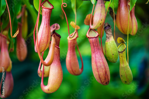 Nepenthes, Tropical pitcher plants and monkey cups