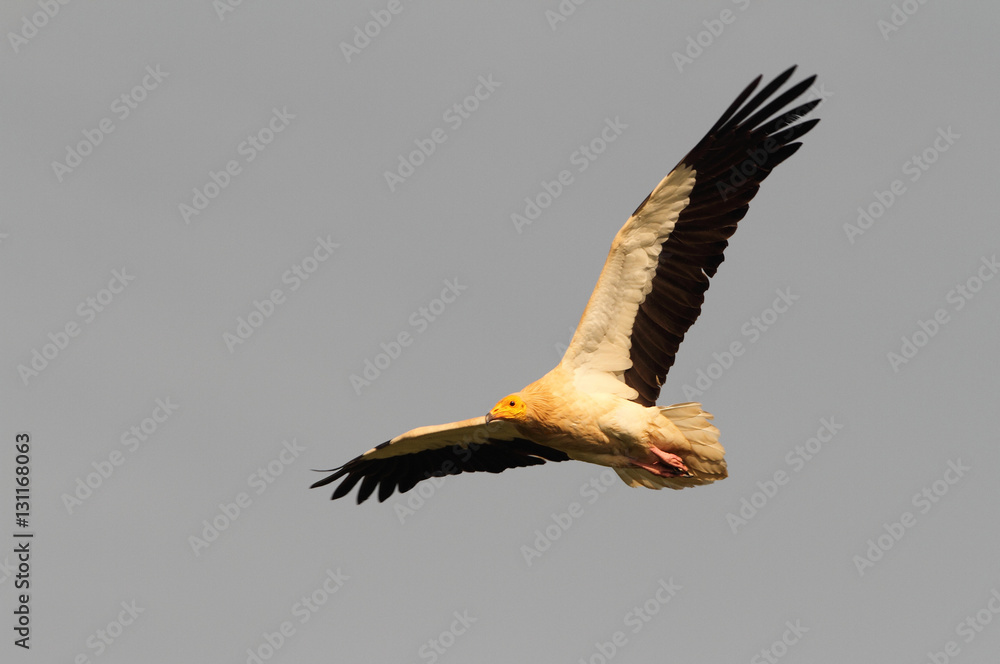 Obraz premium Adult Egyptian vulture. Neophron percnopterus