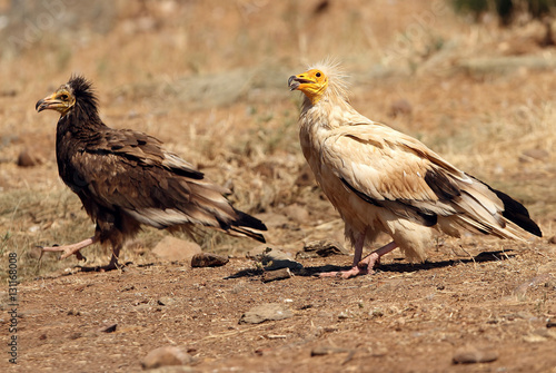 Adult and young of  Egyptian vulture. Neophron percnopterus