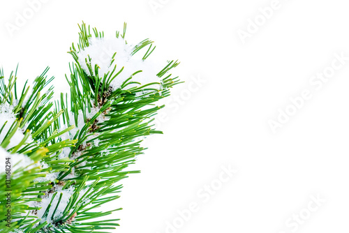 Spruce branch in snow on a white background