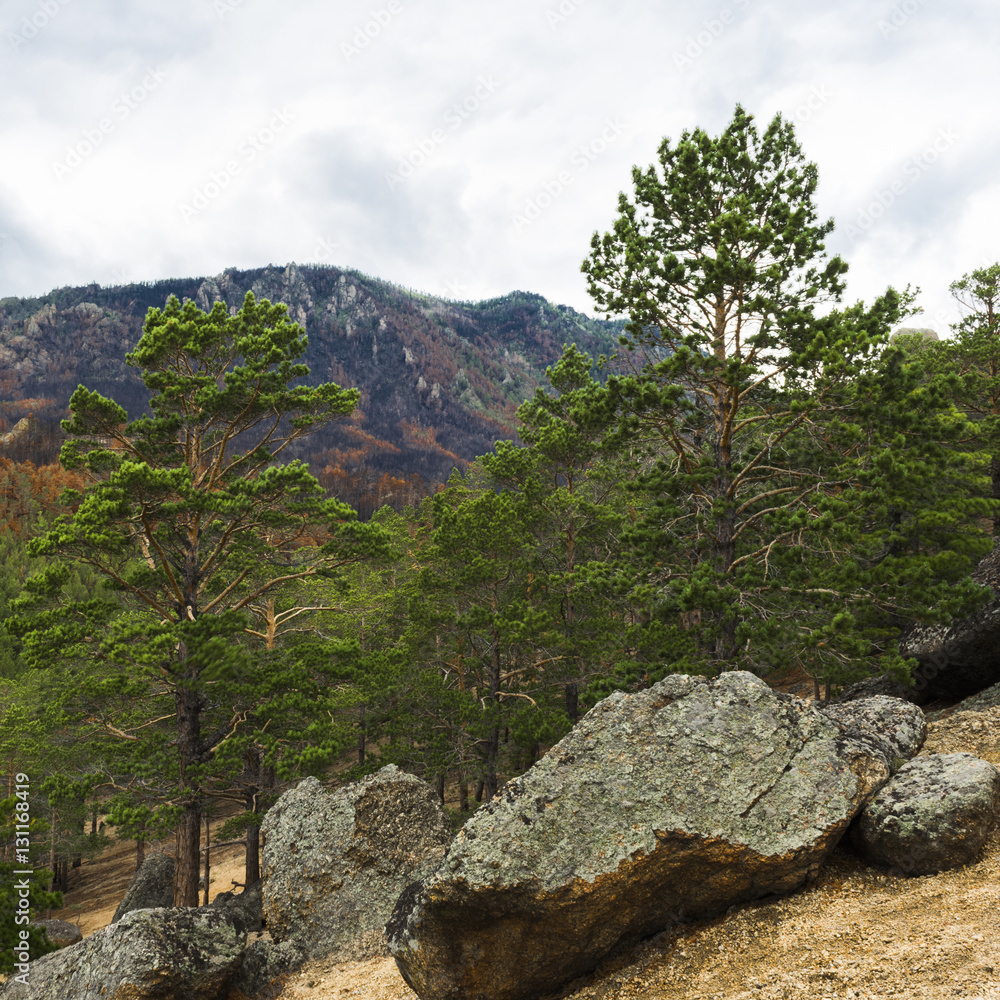 Камни, лес и горы