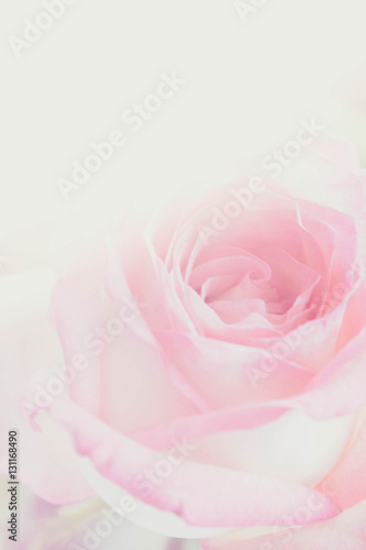 blurred pink rose