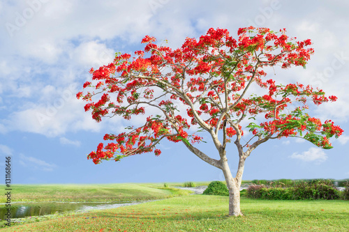 big tree with red flowers