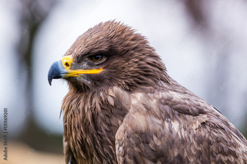 Steppenadler Steppenadler