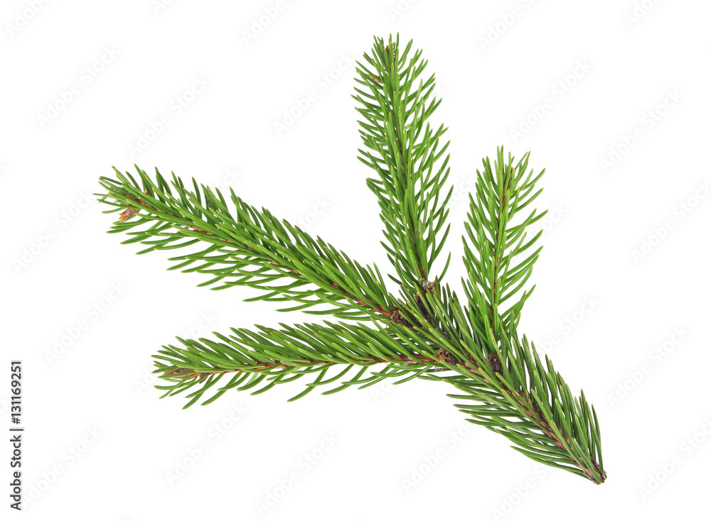 Fir tree branch isolated on a white background Fir tree branch isolated on a white background