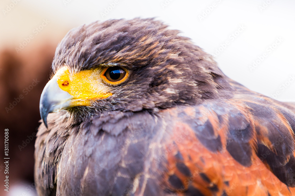 Greifvogel Greifvogel