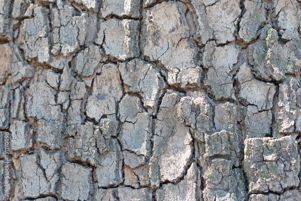 tree bark as a background tree bark as a background
