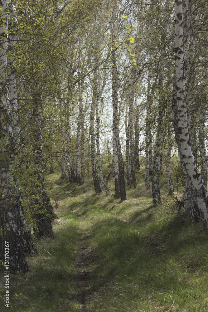 Fototapeta premium Birch Grove in the spring.