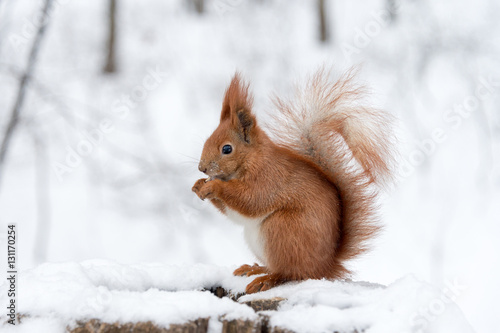 Cute fluffy squirrel eating nuts on a white snow in the winter forest. © Magryt