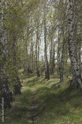 Birch Grove in the spring.