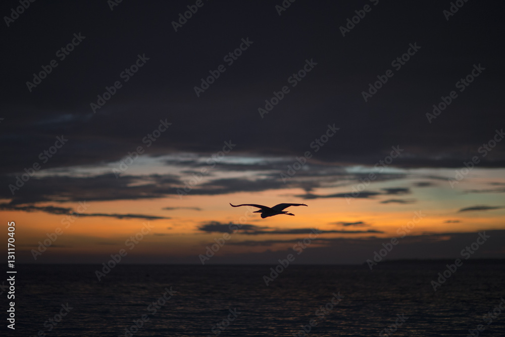 Naklejka premium Flying stork on a background of a sunset in the Indian Ocean.