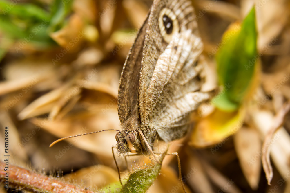 Butterfly on nature leaves as background StockFoto Adobe Stock