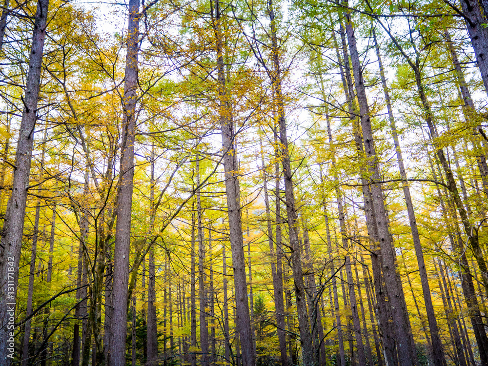 Fototapeta premium The fall season of kamikochi, in Hotaka Ranges, Kamikochi, Japan.