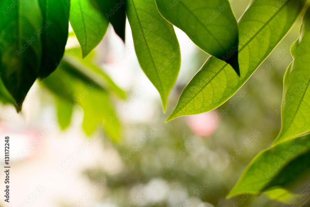 Background of green leaves pattern and texture Background of green leaves pattern and texture