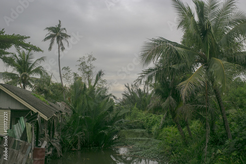 trees near the river