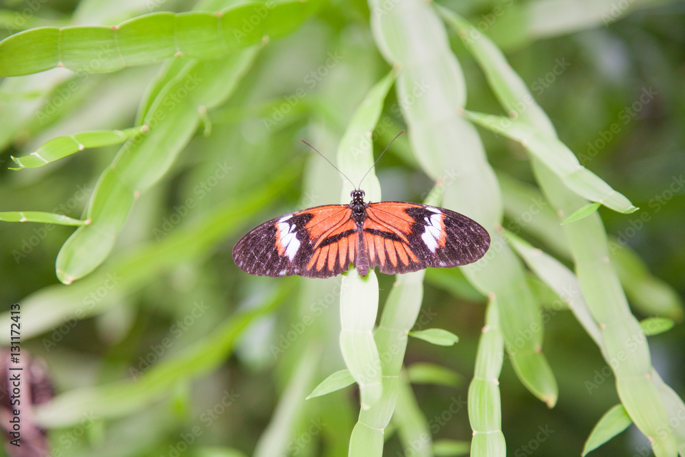 beautiful tropical red, black and white butterfly named Heliconius Melponeme, from Nymphalidae family, also known as Common Postman, on green leaf plant
beautiful tropical red, black and white butterfly named Heliconius Melponeme, from Nymphalidae family, also known as Common Postman, on green leaf plant