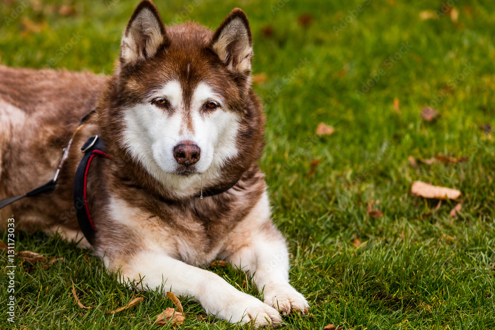Großer Hund Großer Hund