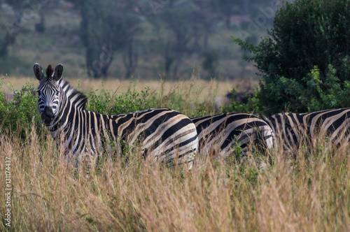 Zebra's grazing in the  wild at the Welgevonden Game Reserve in South Africa