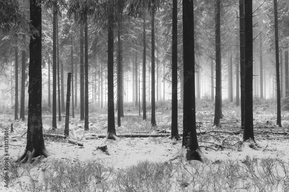 foggy forest winter
