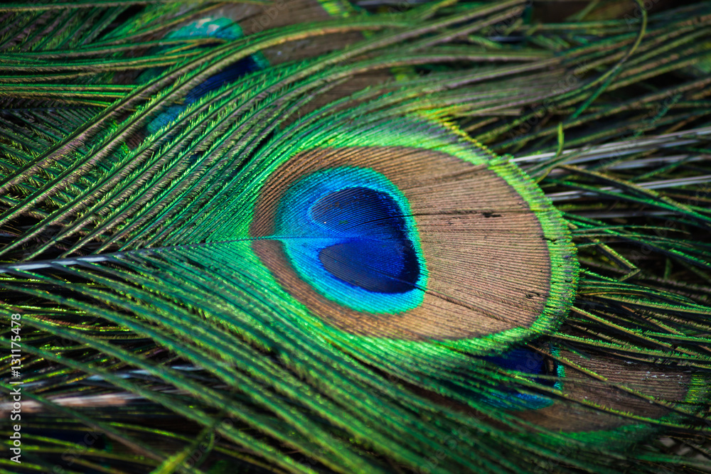 Fototapeta premium Colorful pattern of peacock feathers