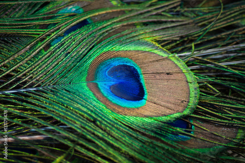 Colorful pattern of peacock feathers