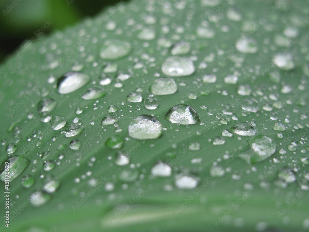 Green leaf with raindrops Green leaf with raindrops