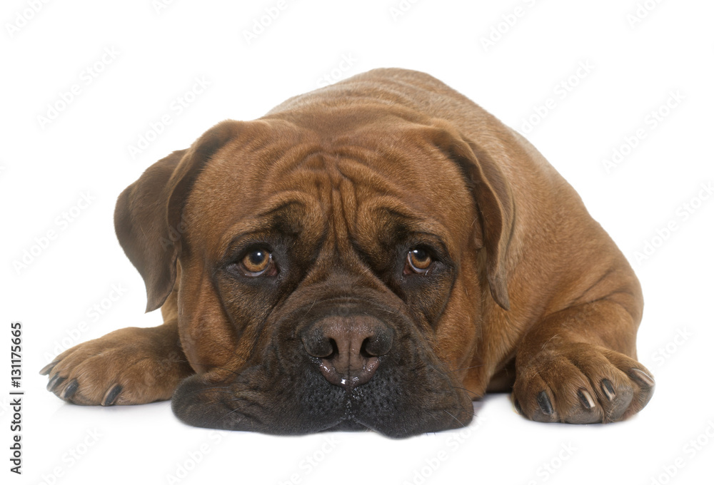 Obraz premium dogue de Bordeaux