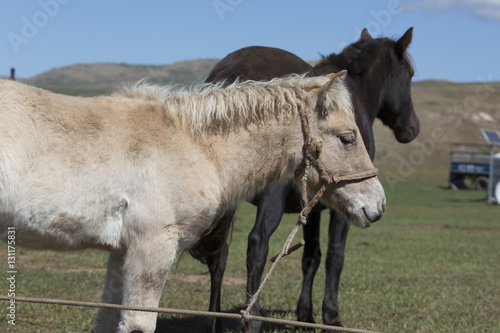 Mongolische Pferde... © EinBlick