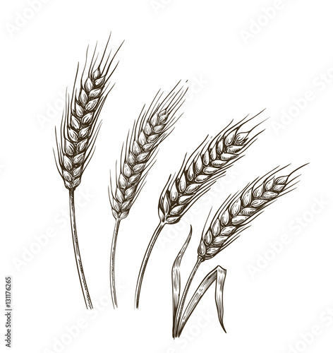 wheat ears sketch