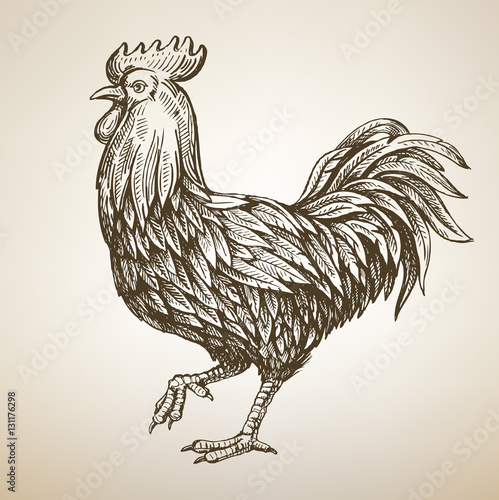 handmade drawing Rooster