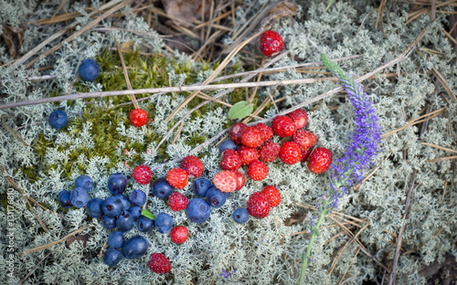Summer berries on moss
