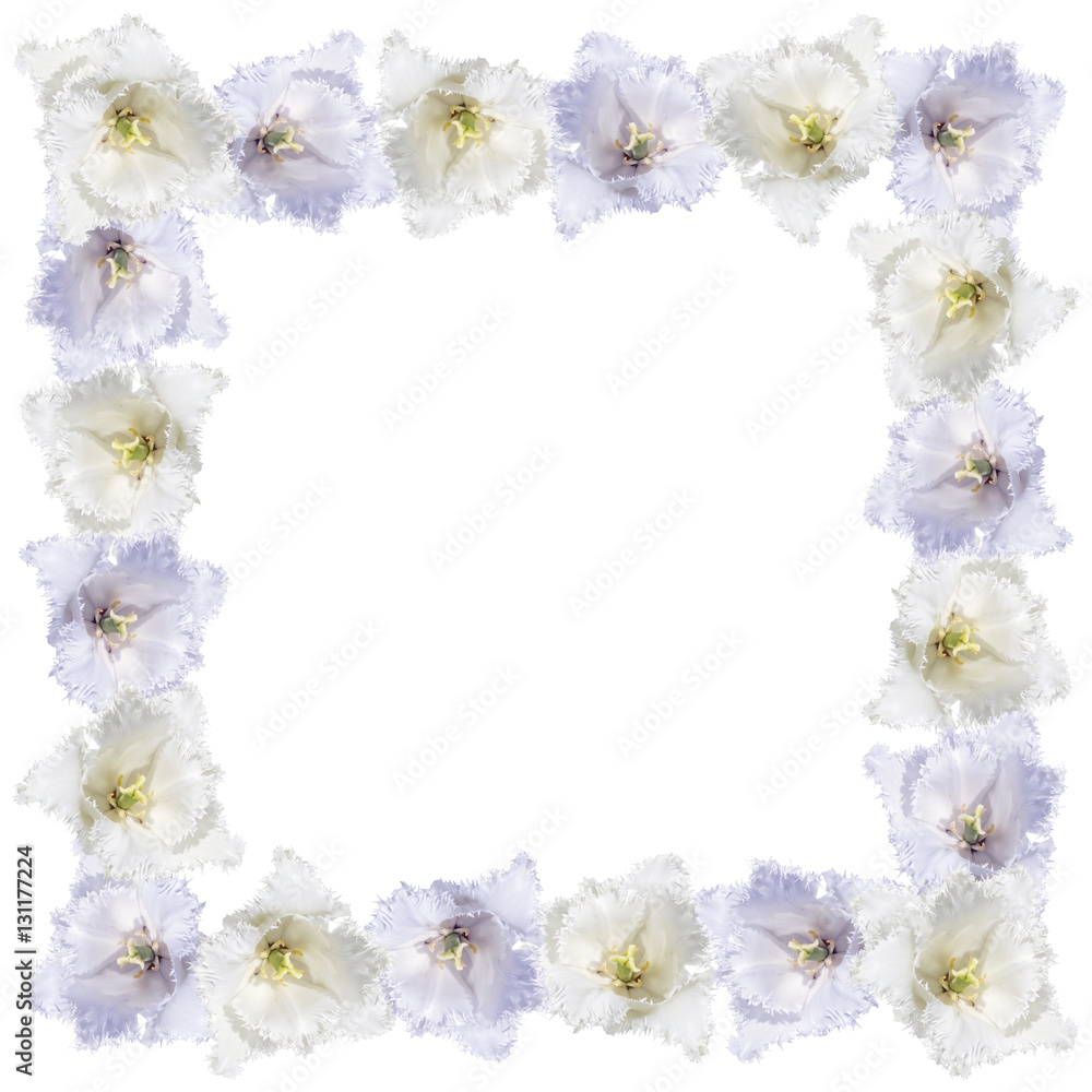 Beautiful floral background of white and purple tulips 