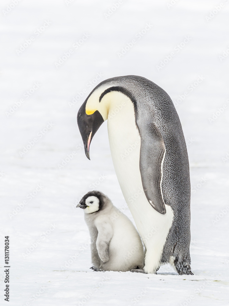 Obraz premium Emperor Penguins on the frozen Weddell Sea