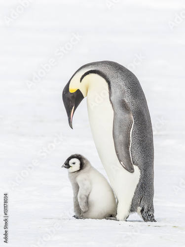 Emperor Penguins on the frozen Weddell Sea