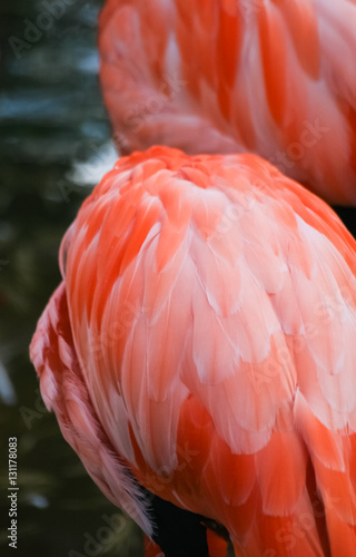 Beautiful pink flamingos in the zoo