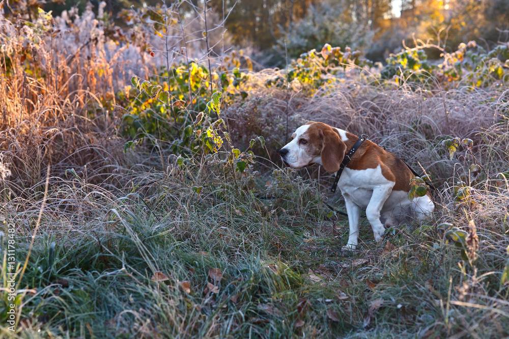 The Beagle in the early morning hunting in the forest