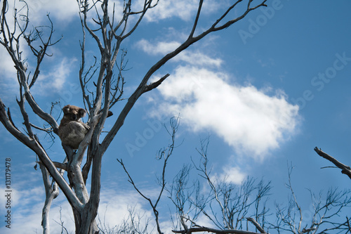 Photography koala auf baum