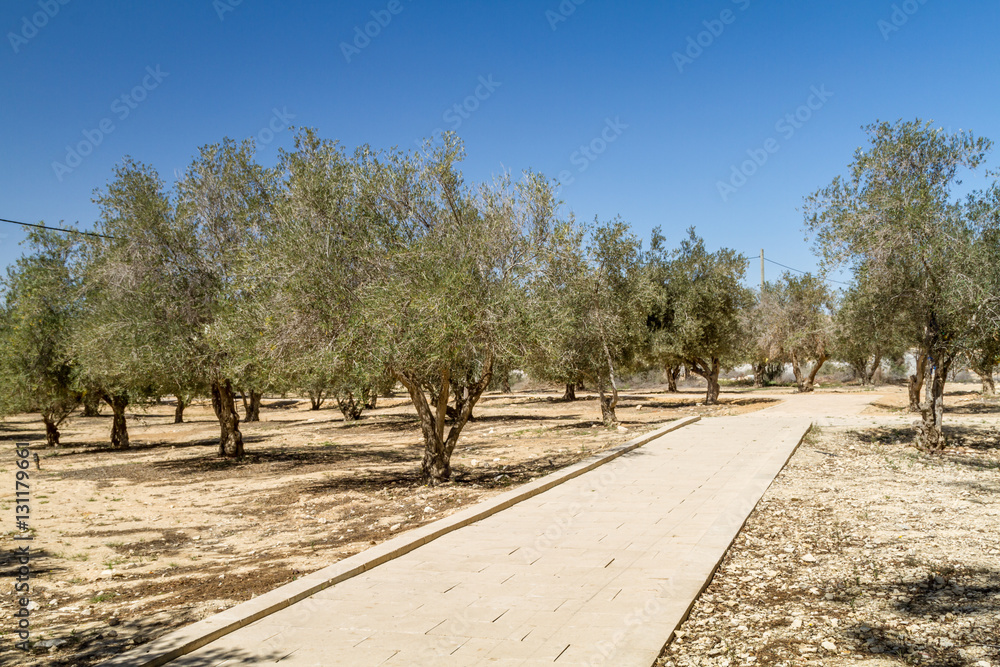 Fototapeta premium Olive trees in the garden