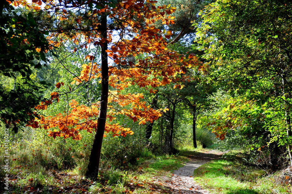 Naklejka premium sentier forestier aux couleurs d'automne